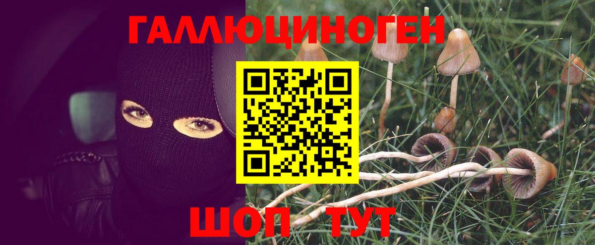Псилоцибиновые грибы Psilocybe Кострома